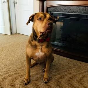 Meet your Posher, John p